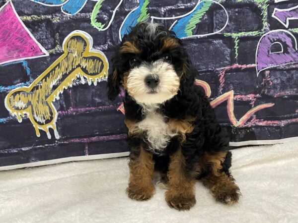 [#8762] Black / Tan Female Poodle Puppies for Sale