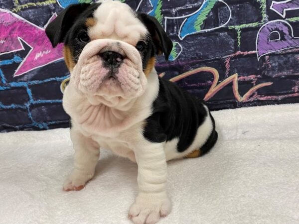 [#8760] Tri-Colored Male Bulldog Puppies for Sale