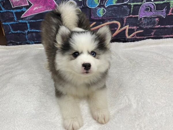 [#8758] Gray / White Male Pomsky Puppies for Sale