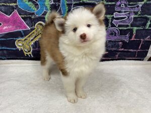 Petland Terre Haute, Indiana Pomsky puppy available