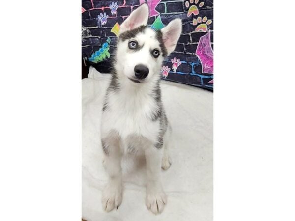[#8767] Black / White Male Siberian Husky Puppies for Sale