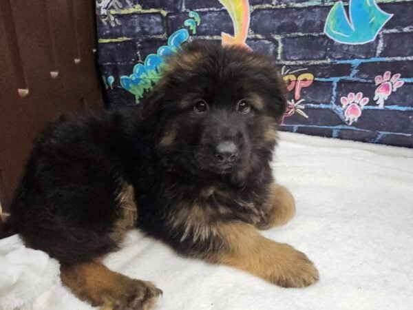 [#8763] Black / Red Male German Shepherd Dog Puppies for Sale
