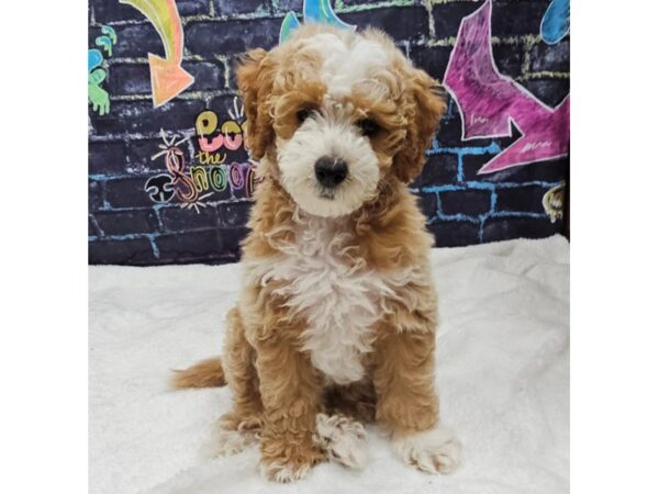 [#8765] Brown Male Goldendoodle Mini F1b Puppies for Sale